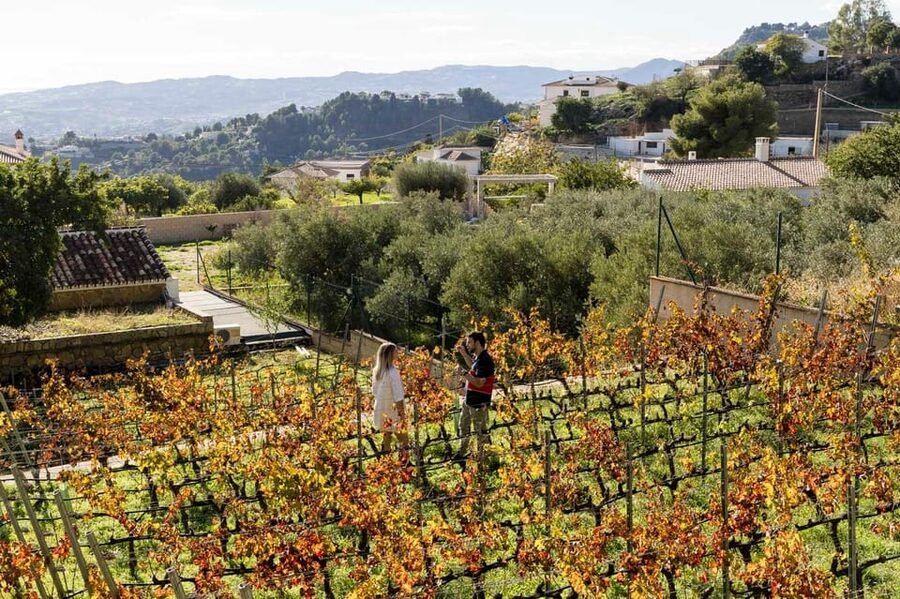 Malaga: Organic Vineyard Tour with 6 Wines, Tapas & Transfer - Six wines with food that makes sense