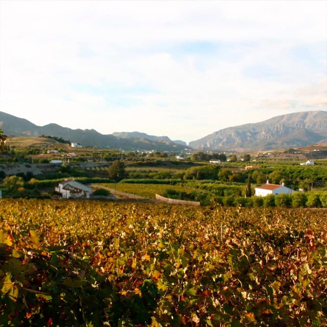 Malaga: White Village, Vineyard, and Wine Tasting Wine Tour - Key points to know before you book