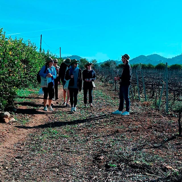 Malaga: White Village, Vineyard, and Wine Tasting Wine Tour - Walking through Álora’s whitewashed center