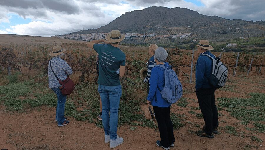 Malaga: White Village, Vineyard, and Wine Tasting Wine Tour - Four wines and tapas at Bodegas Pérez Hidalgo