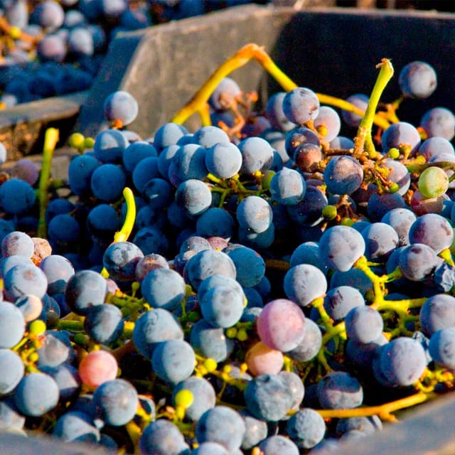 Malaga: White Village, Vineyard, and Wine Tasting Wine Tour - What makes the guide so important