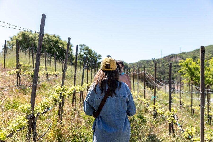 Malibu: Guided Vineyard Hike with Photo Stops and Wine - Chumash paintings and the story of the property