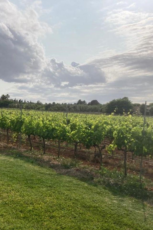 Mallorca: Bodega Butxet Vineyards & Winery Tour with Tasting - Who will enjoy Bodega Butxet most?