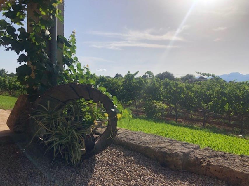 Mallorca: Bodega Butxet Vineyards & Winery Tour with Tasting - Getting there and planning the visit