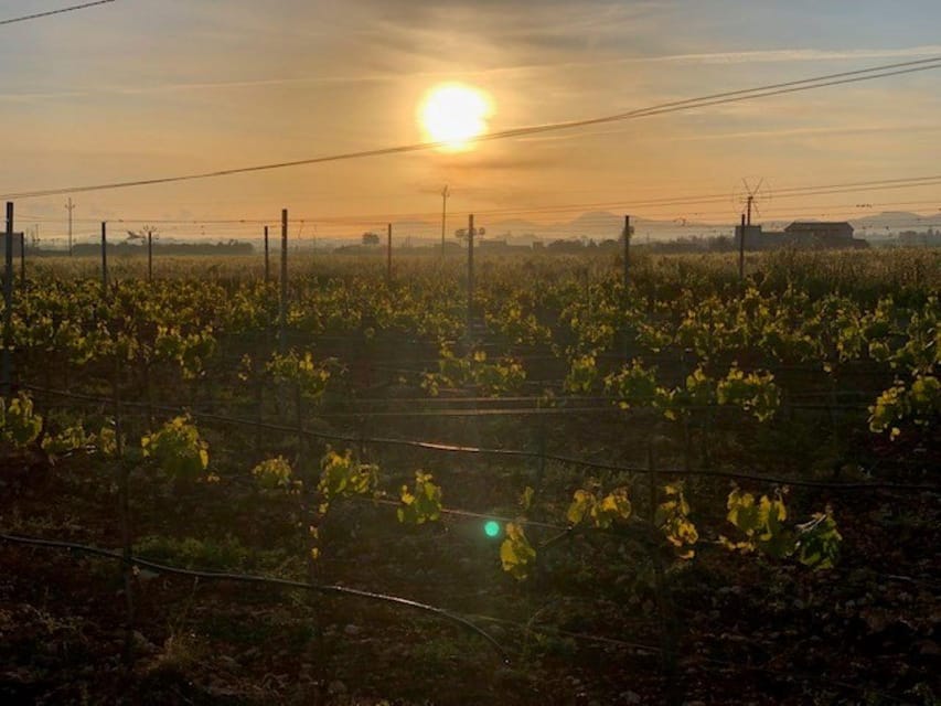 Mallorca: Bodega Butxet Vineyards & Winery Tour with Tasting - How the weather changes the experience