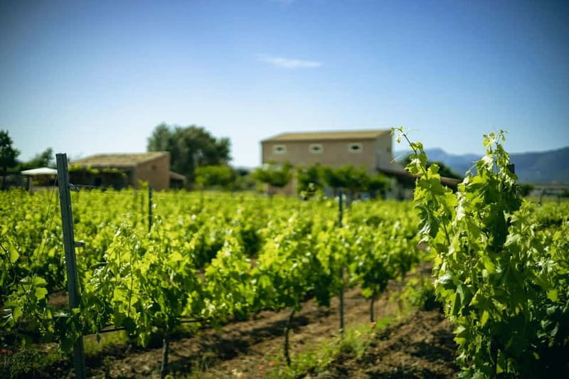 Mallorca: Winery visit and wine tasting, with Mallorcan products - Seven wines with a proper Mallorcan table
