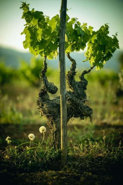 Mallorca: Winery visit and wine tasting, with Mallorcan products - Should you book 7103 petit celler?