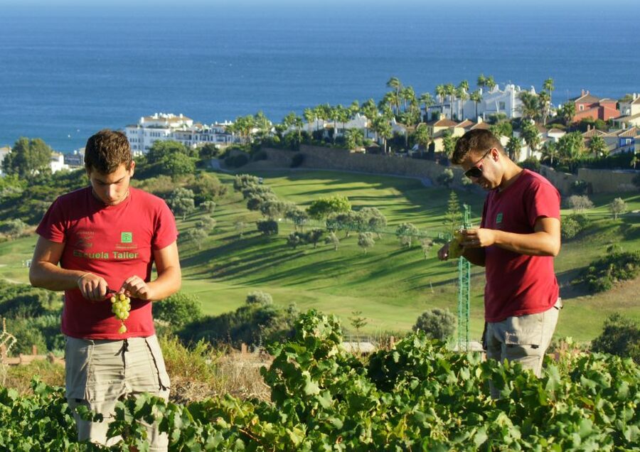 Manilva: Nilva Vineyard, Wine Tasting & Tapas Guided Tour - Key points to know before you book