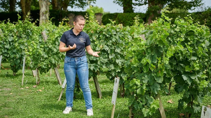 Margaux - Discovery tour of the vineyard with a tasting of 4 wines - The De Schepper family story