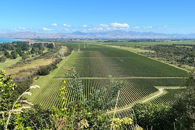 Marlborough Wine Region Tour from the Port of Picton - The Vines Village: food, craft, gin, and a break from wine