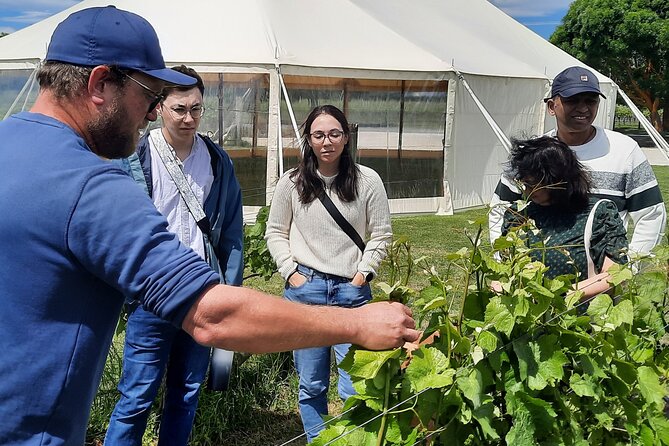 Martinborough Winery and Foodie Day Tour with vineyard lunch - The vineyard visit and wine-focused lunch