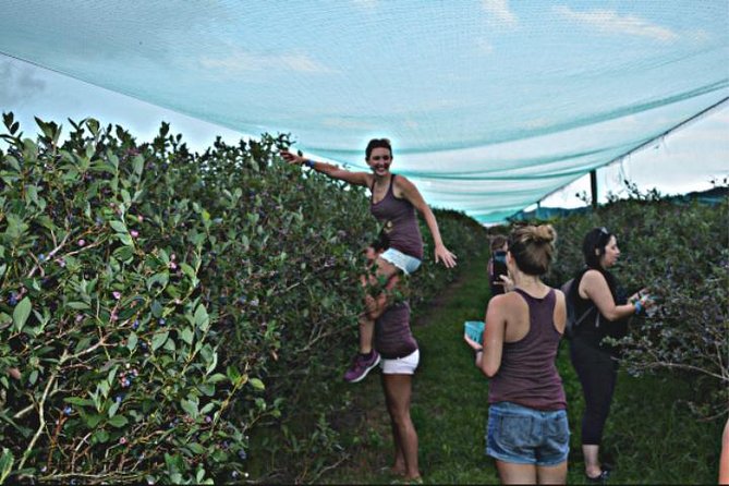 Mattituck Bike Wine Country and Fruit Orchard Tour - Vineyard fields, local wine, and extra tasting costs