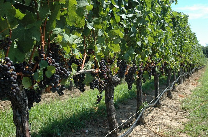 Mattituck New York Guided Farm and Wine Country Bike Tour - Two vineyards and the cost of wine