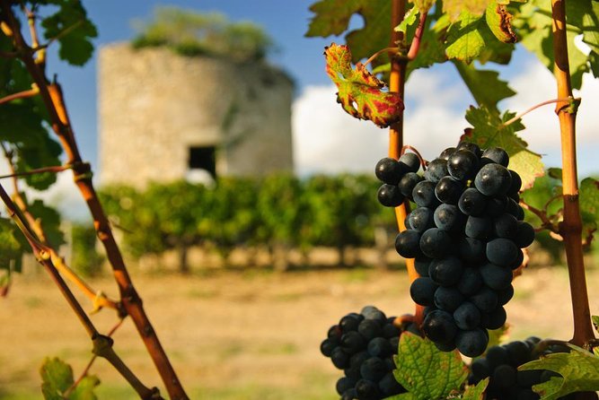 Médoc Region Half-Day Wine Tour with Winery Visit & Tastings from Bordeaux - What makes this Médoc tour worth considering