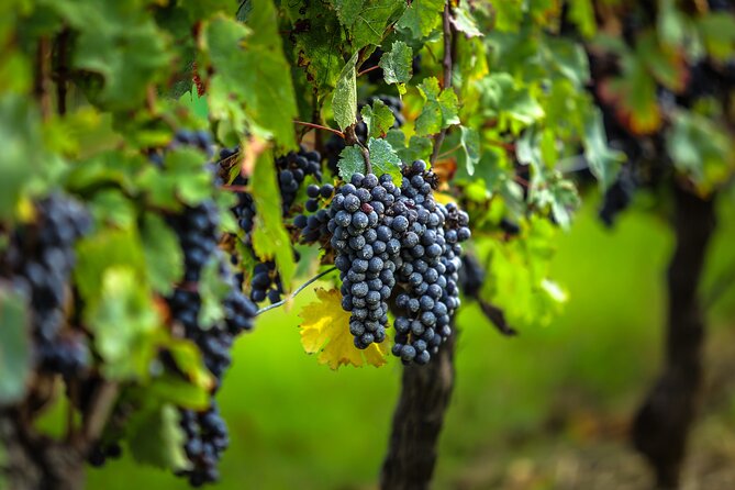 Médoc Region Half-Day Wine Tour with Winery Visit & Tastings from Bordeaux - Leaving Bordeaux for the Médoc vineyards