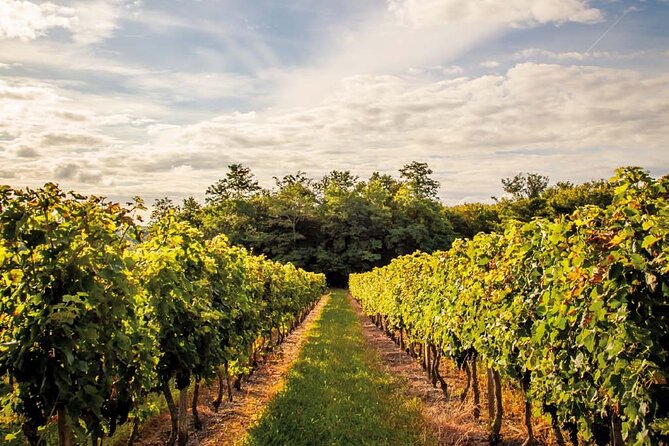 Médoc Region Half-Day Wine Tour with Winery Visit & Tastings from Bordeaux - The second tasting, with more room for comparison