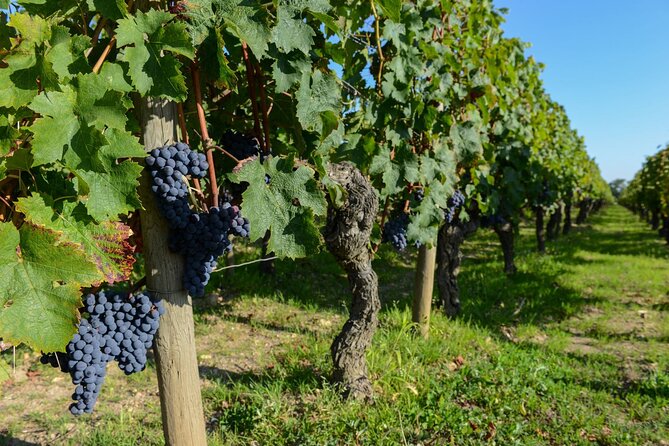 Medoc Region Wine Day Trip with Vineyard Visits & Tastings from Bordeaux - Afternoon tasting in Pauillac or Saint-Estèphe