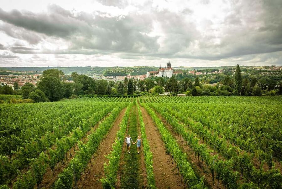 Meißen: Wine hike in the Proschwitzer vineyards including a 3-part wine tasting - Starting at the foot of the Katzenstufen
