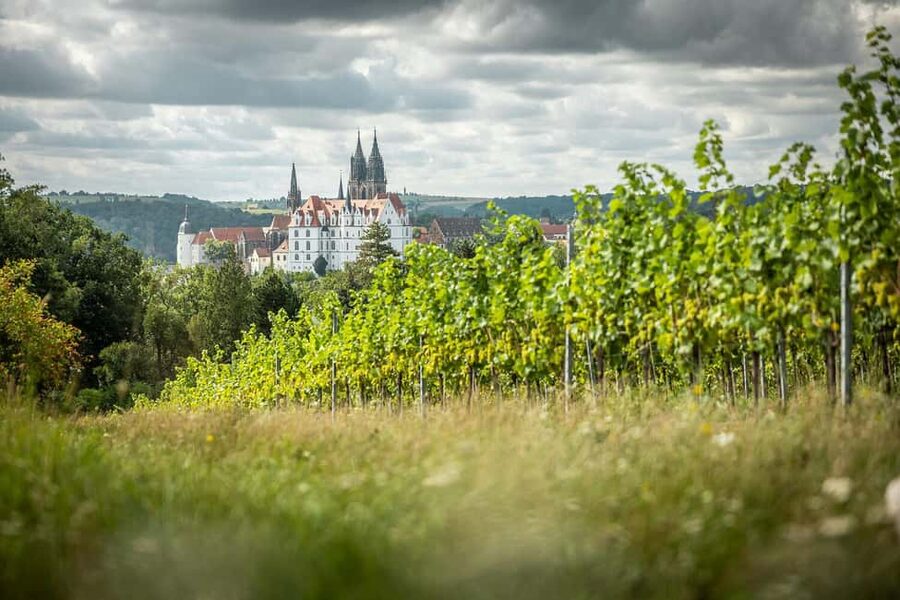 Meißen: Wine hike in the Proschwitzer vineyards including a 3-part wine tasting - Learning the craft behind Meißen’s steep vineyards