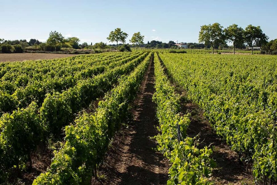Mèze: Domaine Saint André Vineyard Guided Tour with Tasting - What you learn about winemaking