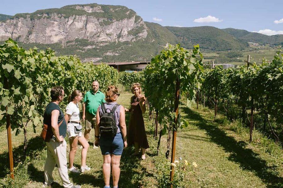 Mezzocorona: Teroldego Vineyard Tour and Wine Tasting - What the $77 price includes