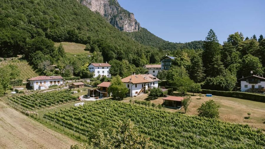 Mezzocorona: vineyard Tour on Mount and tasting of 3 wines - Key points at a glance