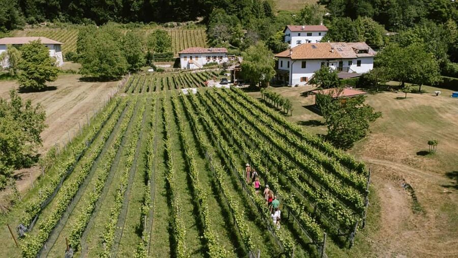 Mezzocorona: vineyard Tour on Mount and tasting of 3 wines - The Skywalk and optional Tibetan bridge