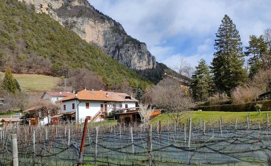 Mezzocorona: vineyard Tour on Mount and tasting of 3 wines - The three-wine tasting with Trentino food