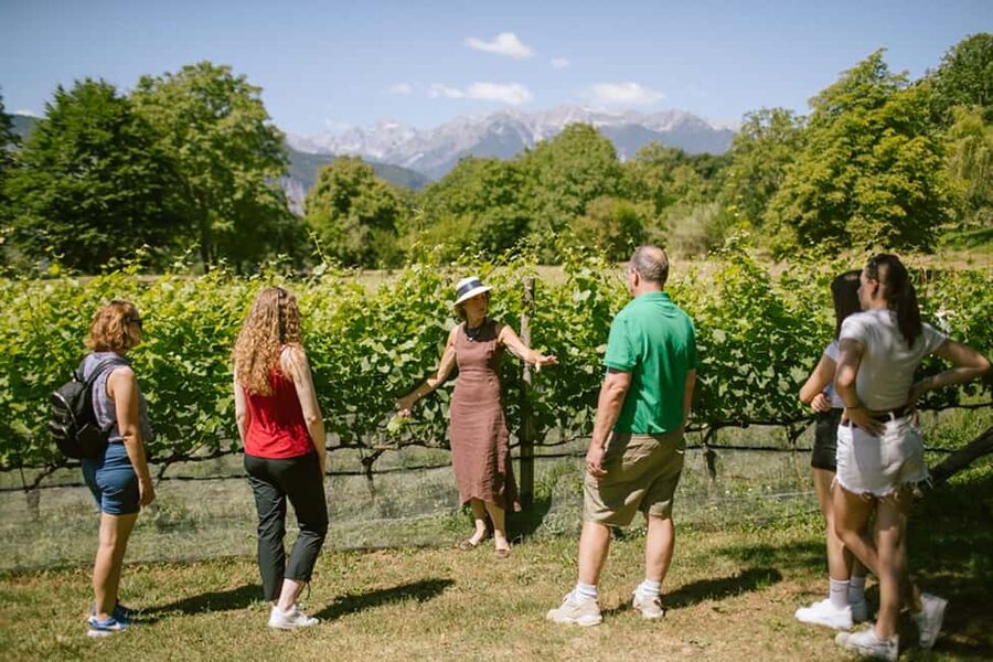 Mezzocorona: vineyard Tour on Mount and tasting of 3 wines - Starting at the Mezzocorona cable car