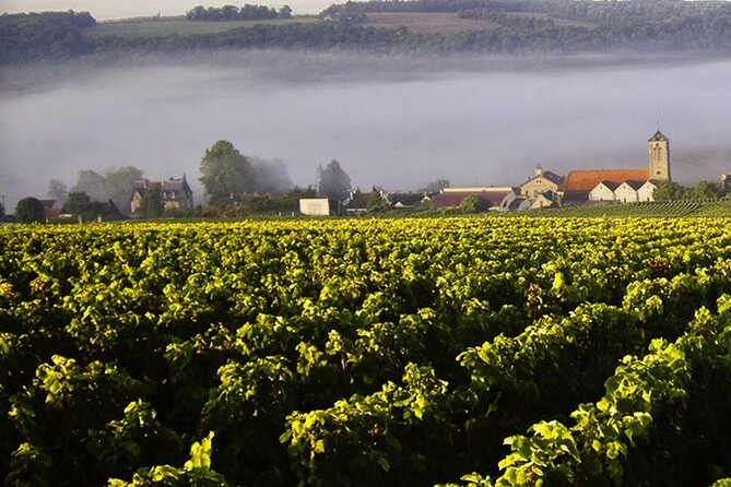 Moet et Chandon Vineyards Cellars 7 tastings Private Champagne - Champagne Tribaut and the small-producer welcome