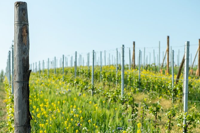 Monferrato (Asti): Wine Tour with light lunch picnic in the vineyards - A short taste of Monferrato at Tenuta Garetto
