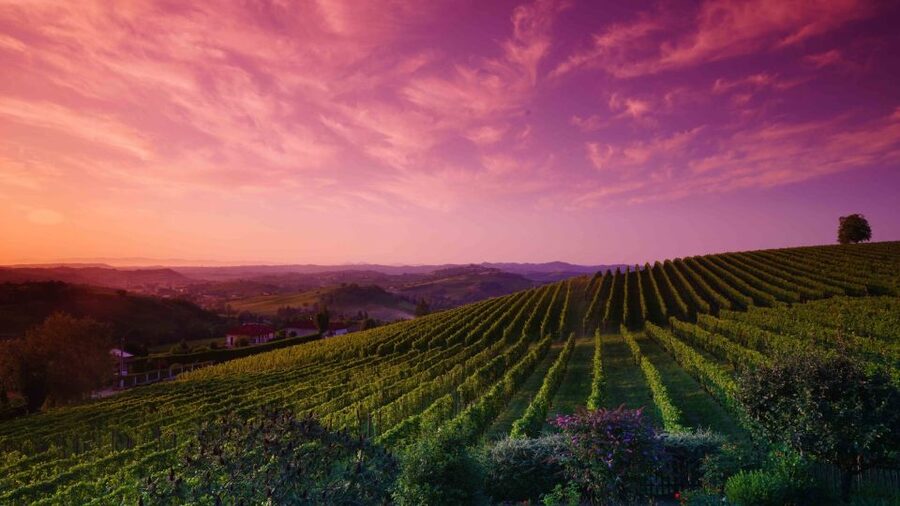 Monferrato: Garetto Wine Estate Tour and Picnic Private - Who will enjoy the Garetto experience most