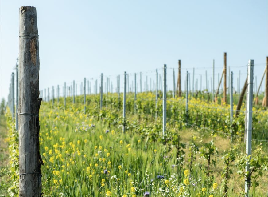 Monferrato: Wine Tour & Picnic in the Vineyards - Who will enjoy this most