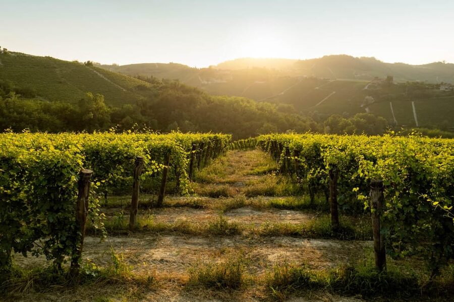 Monforte d'Alba: Barolo Tasting, Vineyard & Cellar Visit - Thirty minutes among the Langhe vines