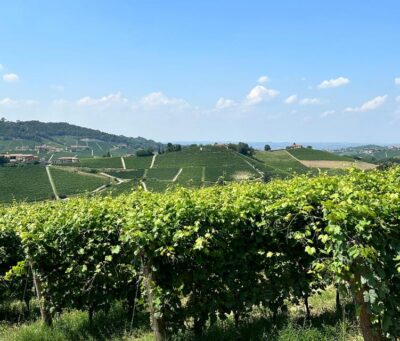 Monforte d’Alba: Barolo Tasting, Vineyard & Cellar Visit