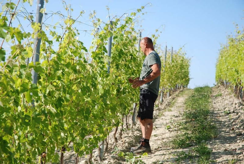 Monforte d'Alba: Wine Tasting, Cellar Visit, and Vineyard Tour - A short stop for bottles and souvenirs