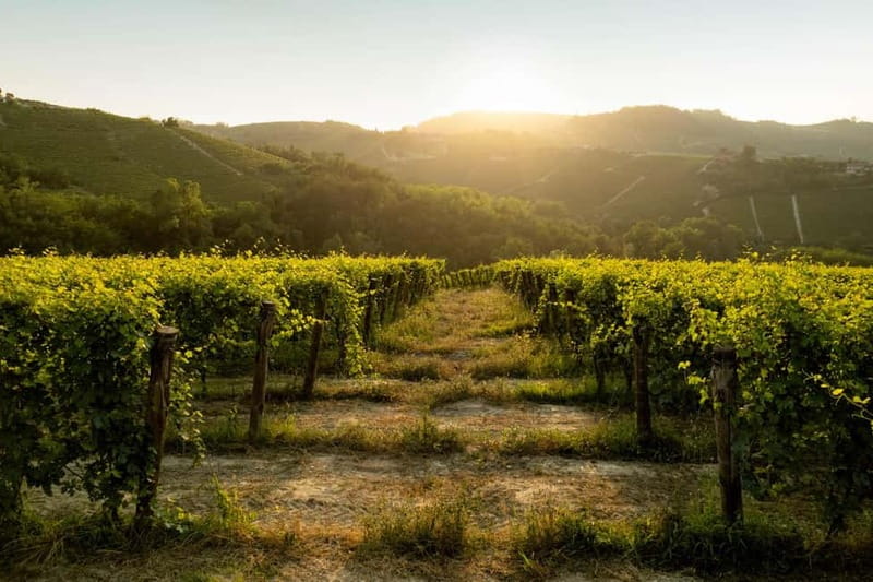Monforte d'Alba: Wine Tasting, Cellar Visit, and Vineyard Tour - Practical advice before you book