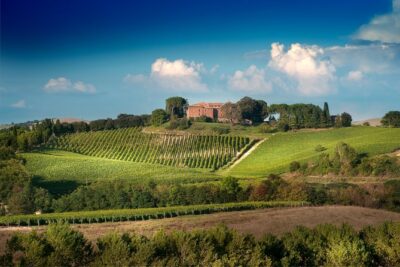 Montalcino: Castle and Vineyards Tour with Tasting