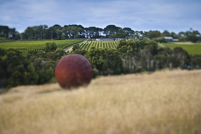 Montalto Vineyard: Mornington Peninsula Discovery Wine Tasting and Lunch - Lunch in the Alfresco Piazza