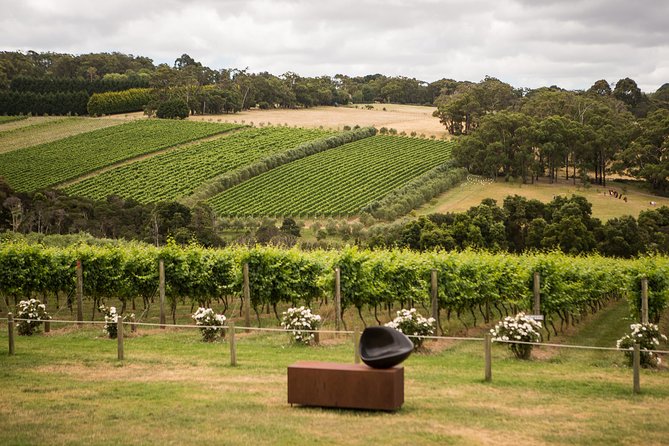Montalto Vineyard: Mornington Peninsula Discovery Wine Tasting and Lunch - The Discovery Tasting explains more than grape names