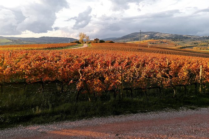 Montefalco: Historic cellar and vineyard tour with wine tasting - Seeing old methods beside modern equipment