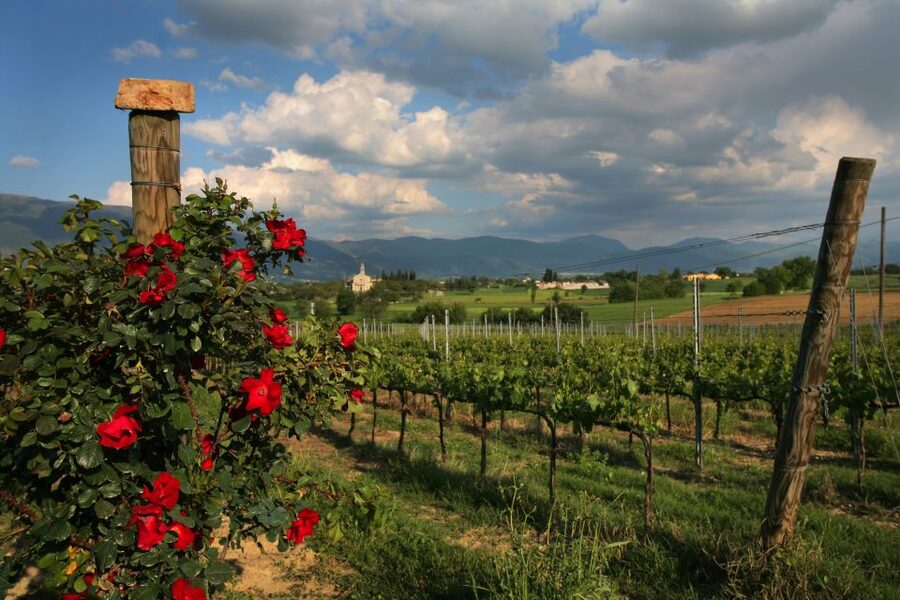Montefalco: Winery and Vineyard Tour and Private Tasting - Inside the vinification and aging rooms