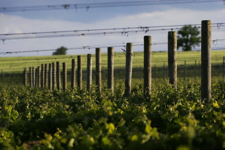 Montefalco: Winery and Vineyard Tour and Private Tasting - Tasting Trebbiano Spoletino, Montefalco Rosso, and Sagrantino