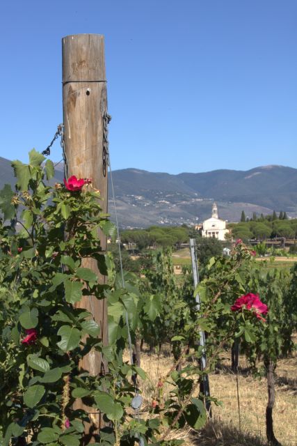 Montefalco: Winery and Vineyard Tour and Private Tasting - Meeting Valentino and hearing Bocale’s story