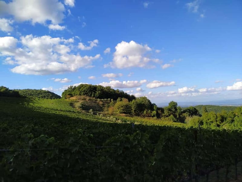 MONTEPULCIANO - PIC NIC WITH WINE! SURROUNDED BY VINEYARDS - The Picnic Basket and Bottle for Two