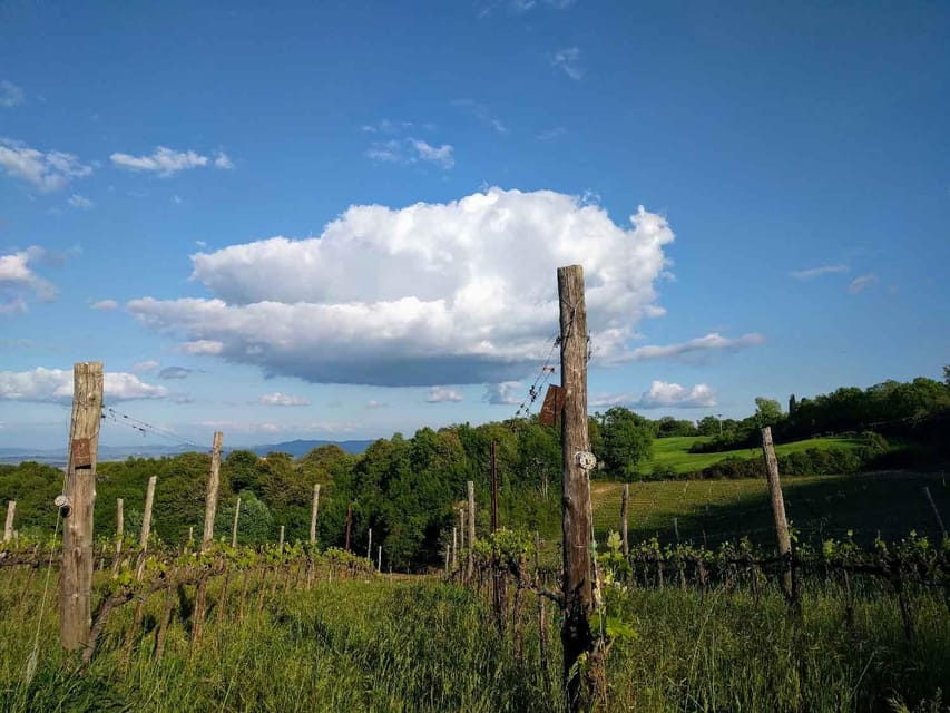 MONTEPULCIANO - PIC NIC WITH WINE! SURROUNDED BY VINEYARDS - Is $53 Per Person a Good Value?