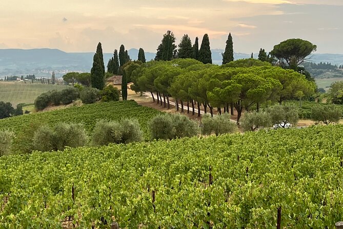 Montepulciano Vineyards Wine Tour with 3 Estates Visit - Montepulciano adds a town visit