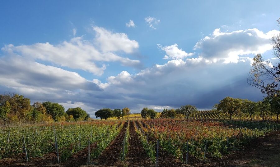 Montepulciano: Winery Tour, Tasting, and Vineyard Picnic - A 30-minute look at how the wine is made