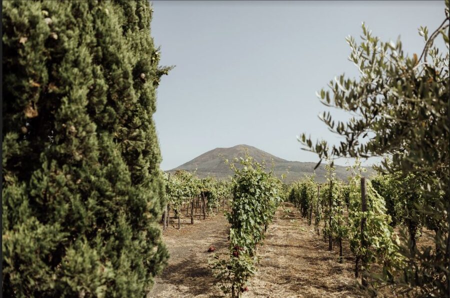 Mount Vesuvius: Vineyard Tour with Wine Tasting and Lunch - Key points to know before you book