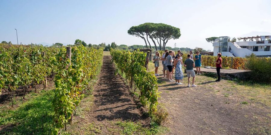 Mount Vesuvius: Vineyards Tour with Wine Tasting and Lunch - Useful planning advice before you go